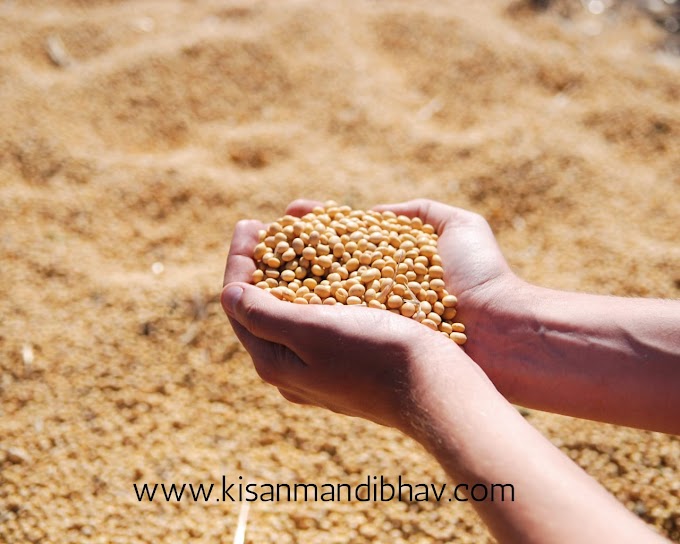 सोयाबीन वायदा कीमतों में तेजी 